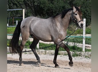 Lusitanos Mestizo, Caballo castrado, 15 años, 169 cm, Bayo