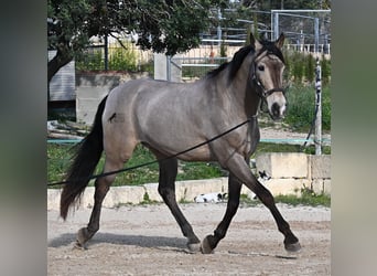 Lusitanos Mestizo, Caballo castrado, 15 años, 169 cm, Bayo