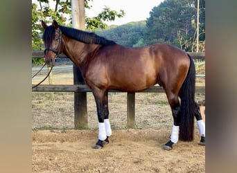 Lusitanos Mestizo, Caballo castrado, 16 años, 162 cm, Castaño rojizo