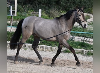 Lusitanos Mestizo, Caballo castrado, 16 años, 169 cm, Bayo