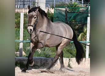 Lusitanos Mestizo, Caballo castrado, 16 años, 169 cm, Bayo