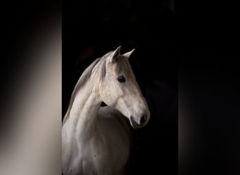 Lusitanos, Caballo castrado, 17 años, 157 cm, Tordo