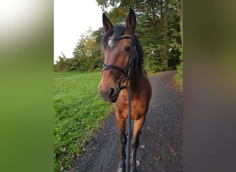 Lusitanos, Caballo castrado, 17 años, 158 cm, Castaño