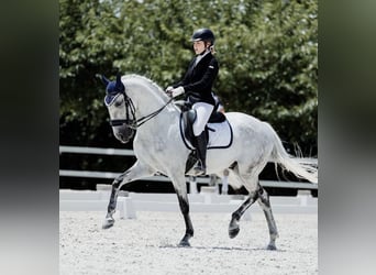 Lusitanos Mestizo, Caballo castrado, 18 años, 157 cm, Tordo