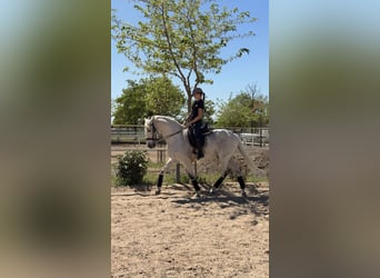 Lusitanos Mestizo, Caballo castrado, 18 años, 157 cm, Tordo