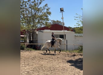 Lusitanos Mestizo, Caballo castrado, 18 años, 157 cm, Tordo