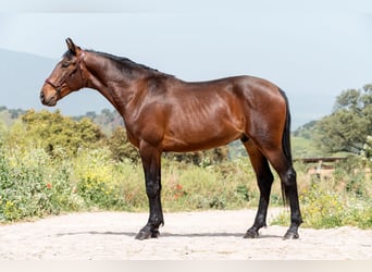 Lusitanos, Caballo castrado, 2 años, 146 cm, Castaño oscuro