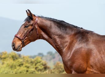 Lusitanos, Caballo castrado, 2 años, 146 cm, Castaño oscuro