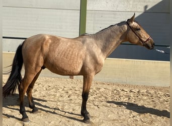 Lusitanos, Caballo castrado, 2 años, 157 cm, Buckskin/Bayo