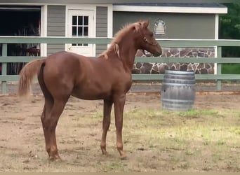 Lusitanos, Caballo castrado, 2 años, Alazán-tostado