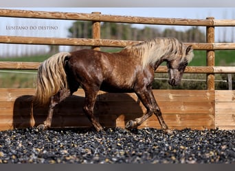 Lusitanos Mestizo, Caballo castrado, 3 años, 147 cm, Negro