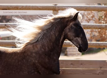 Lusitanos Mestizo, Caballo castrado, 3 años, 147 cm, Negro