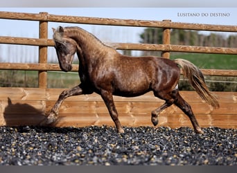 Lusitanos Mestizo, Caballo castrado, 3 años, 147 cm, Palomino
