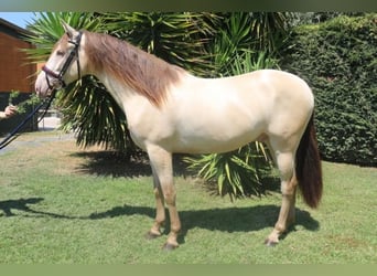 Lusitanos Mestizo, Caballo castrado, 3 años, 150 cm, Cremello