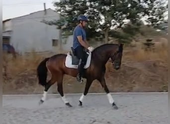 Lusitanos Mestizo, Caballo castrado, 3 años, 154 cm, Castaño oscuro