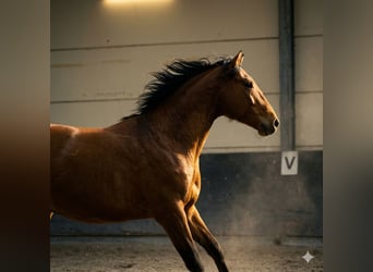 Lusitanos, Caballo castrado, 3 años, 154 cm, Castaño