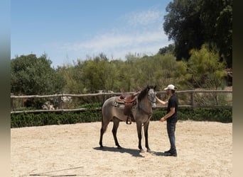 Lusitanos, Caballo castrado, 3 años, 154 cm, Tordo rodado