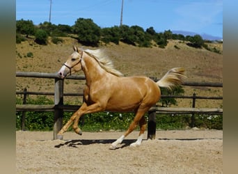 Lusitanos, Caballo castrado, 3 años, 156 cm, Palomino