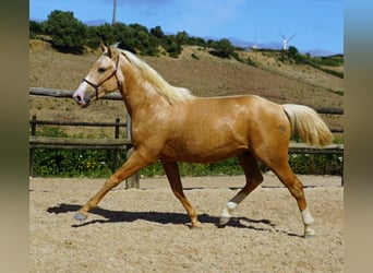 Lusitanos, Caballo castrado, 3 años, 156 cm, Palomino