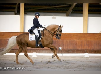 Lusitanos, Caballo castrado, 3 años, 156 cm, Palomino