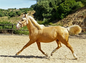 Lusitanos, Caballo castrado, 3 años, 156 cm, Palomino