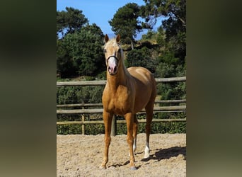 Lusitanos, Caballo castrado, 3 años, 156 cm, Palomino