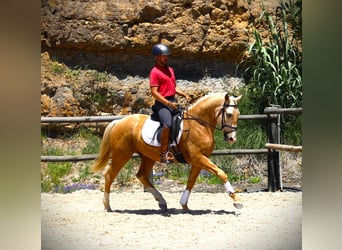 Lusitanos, Caballo castrado, 3 años, 156 cm, Palomino