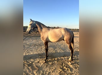 Lusitanos, Caballo castrado, 3 años, 157 cm, Tordo