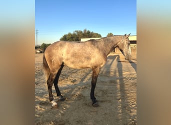 Lusitanos, Caballo castrado, 3 años, 157 cm, Tordo