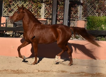 Lusitanos, Caballo castrado, 3 años, 158 cm, Alazán