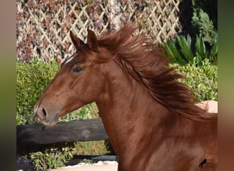 Lusitanos, Caballo castrado, 3 años, 158 cm, Alazán
