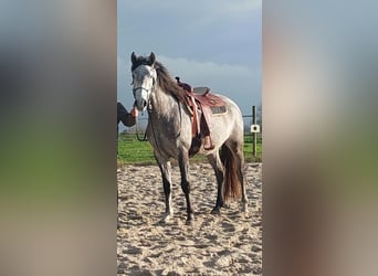 Lusitanos, Caballo castrado, 3 años, 158 cm, Tordo rodado