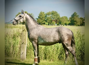 Lusitanos, Caballo castrado, 3 años, 158 cm, Tordo