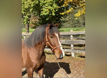 Lusitanos, Caballo castrado, 3 años, 162 cm, Castaño