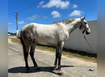 Lusitanos Mestizo, Caballo castrado, 3 años, 162 cm, Tordo