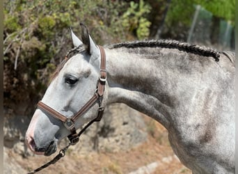 Lusitanos Mestizo, Caballo castrado, 3 años, 162 cm, Tordo