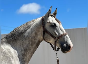 Lusitanos Mestizo, Caballo castrado, 3 años, 162 cm, Tordo