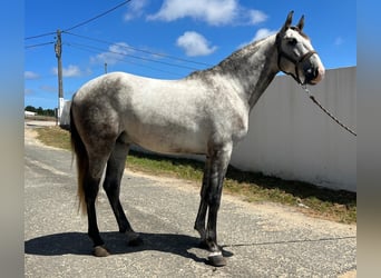 Lusitanos Mestizo, Caballo castrado, 3 años, 162 cm, Tordo