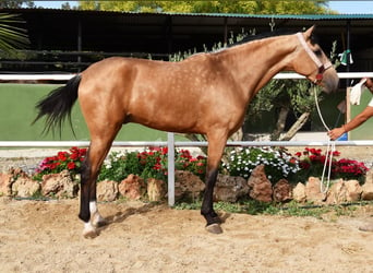 Lusitanos, Caballo castrado, 3 años, 165 cm, Bayo