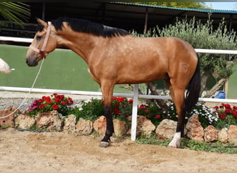 Lusitanos, Caballo castrado, 3 años, 165 cm, Bayo