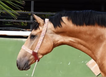 Lusitanos, Caballo castrado, 3 años, 165 cm, Bayo