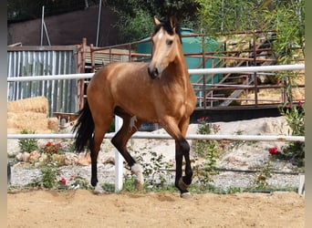 Lusitanos, Caballo castrado, 3 años, 165 cm, Bayo