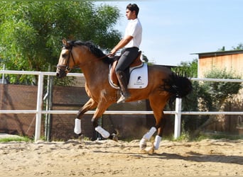 Lusitanos, Caballo castrado, 3 años, 165 cm, Bayo