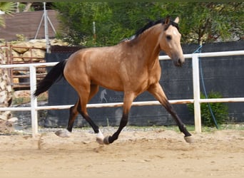 Lusitanos, Caballo castrado, 3 años, 165 cm, Bayo