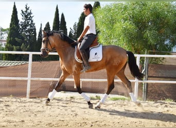 Lusitanos, Caballo castrado, 3 años, 165 cm, Bayo