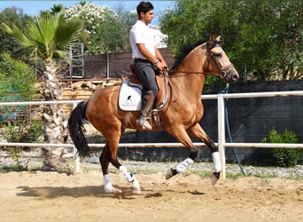 Lusitanos, Caballo castrado, 3 años, 165 cm, Bayo