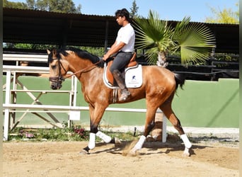 Lusitanos, Caballo castrado, 3 años, 165 cm, Bayo