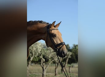 Lusitanos, Caballo castrado, 3 años, 165 cm, Buckskin/Bayo