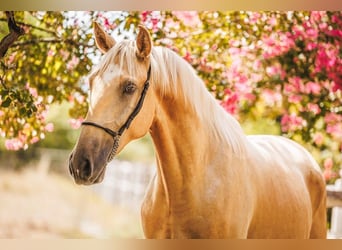 Lusitanos, Caballo castrado, 3 años, 165 cm, Palomino