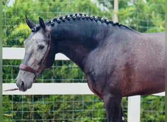 Lusitanos, Caballo castrado, 3 años, 165 cm, Tordo